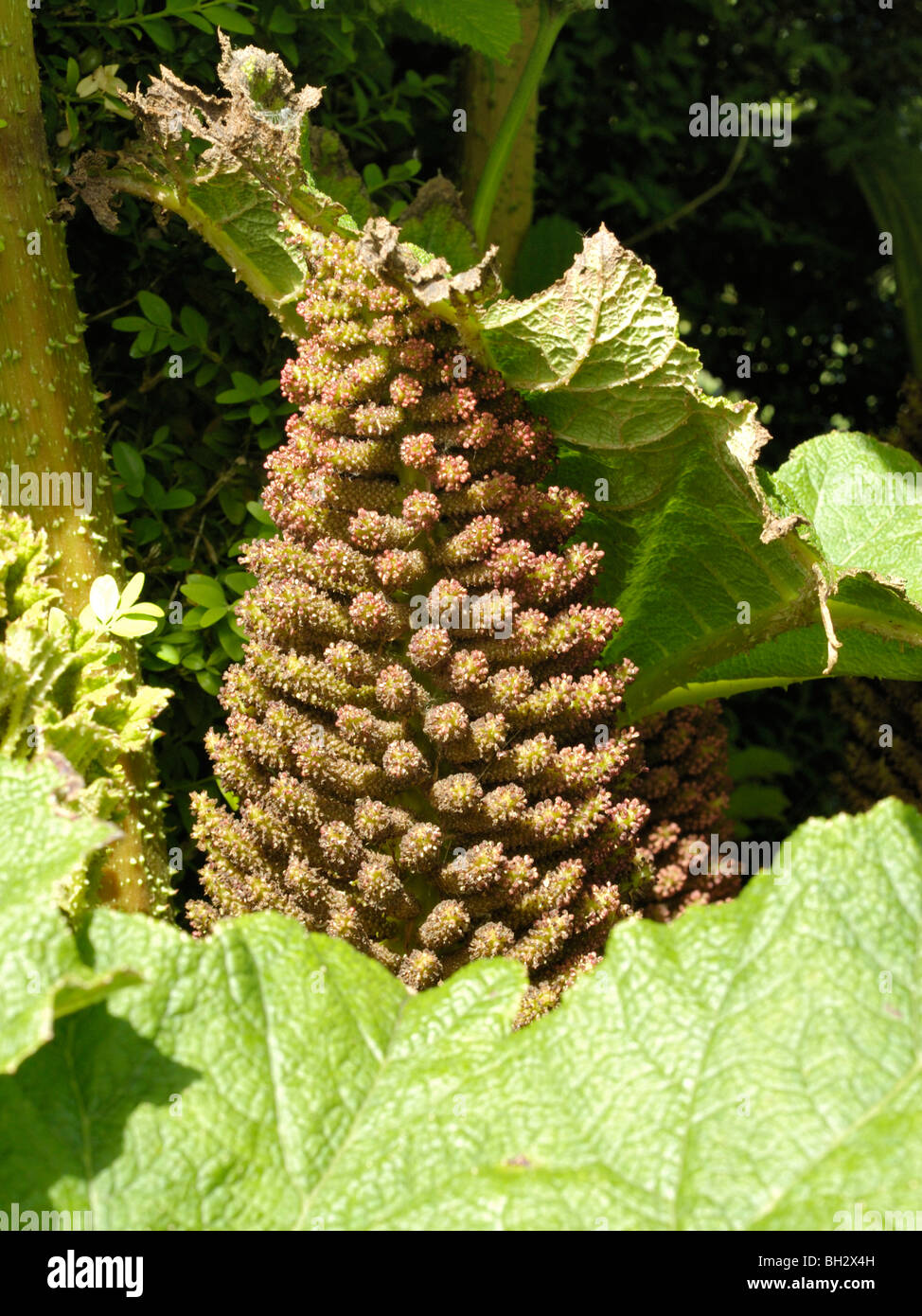 Giant-rabarbaro, gunnera tinctoria Foto Stock