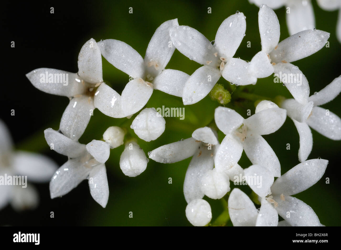 Woodruff, Galium odoratum Foto Stock