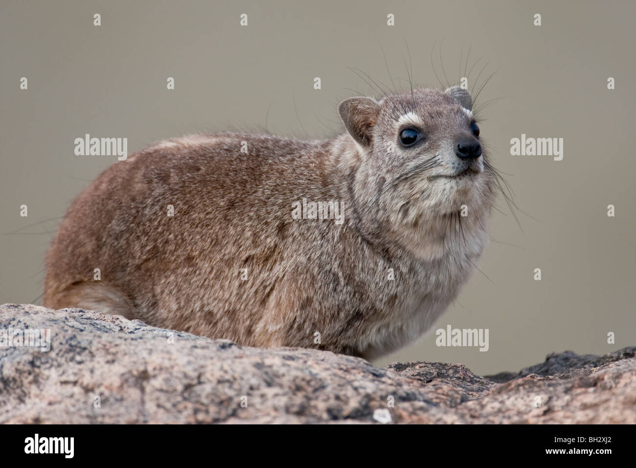 Ritratto di un hyrax in Sud Africa. La foto è stata scattata in Zimbabwe il Parco Nazionale di Hwange. Foto Stock