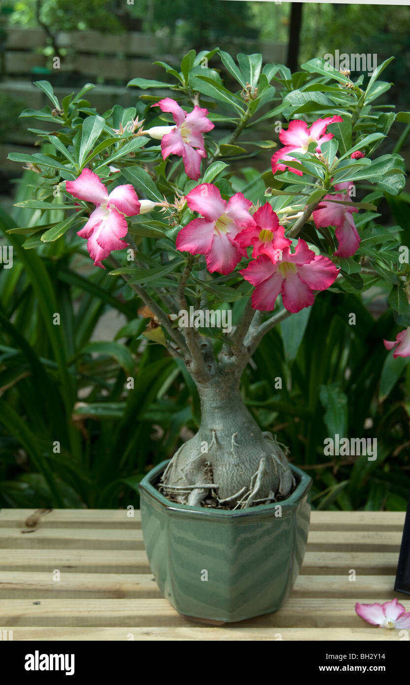Adenium obesum , Rosa del Deserto Foto Stock