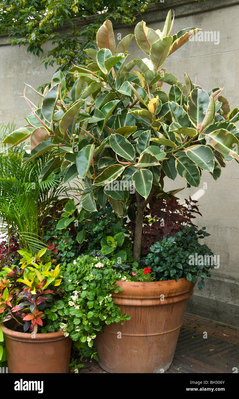 Ficus elastica, struttura in gomma, variegata Foto Stock