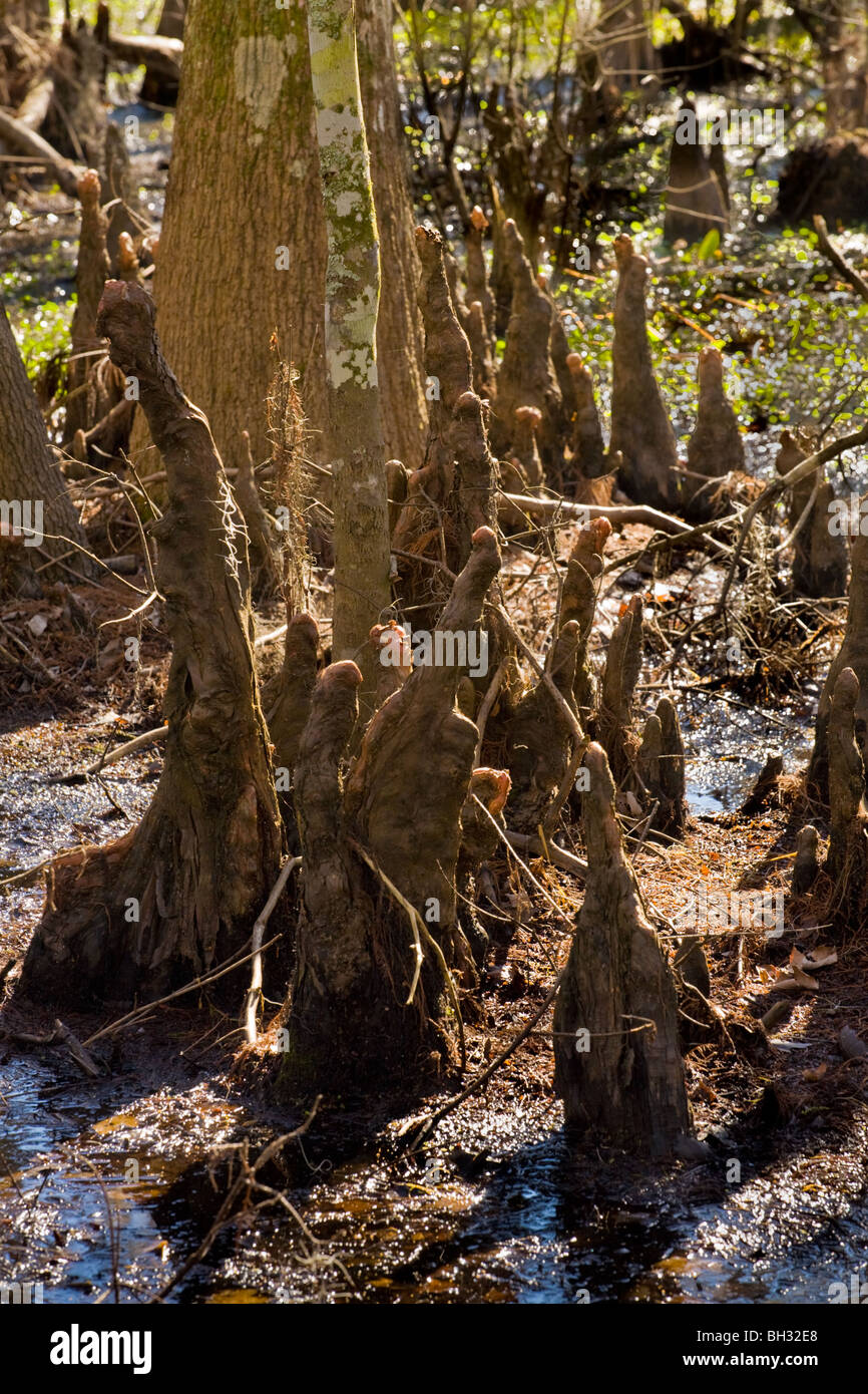 Cypress ginocchia a Barataria preservare, Marrero, Louisiana, Jean Lafitte National Park Foto Stock