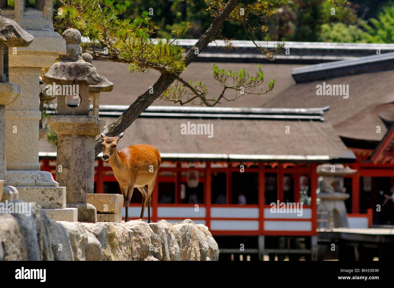 Il roaming cervi liberamente e Itsukushima sacrario scintoista sullo sfondo. Itsukushima (Miyajima island). Prefettura di Hiroshima. Giappone Foto Stock