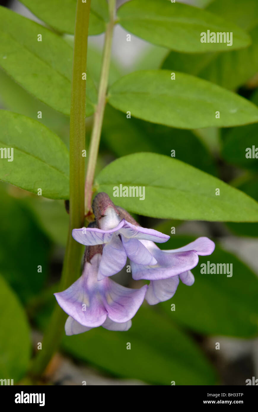 Bush veccia Vicia sepium, Wales, Regno Unito Foto Stock