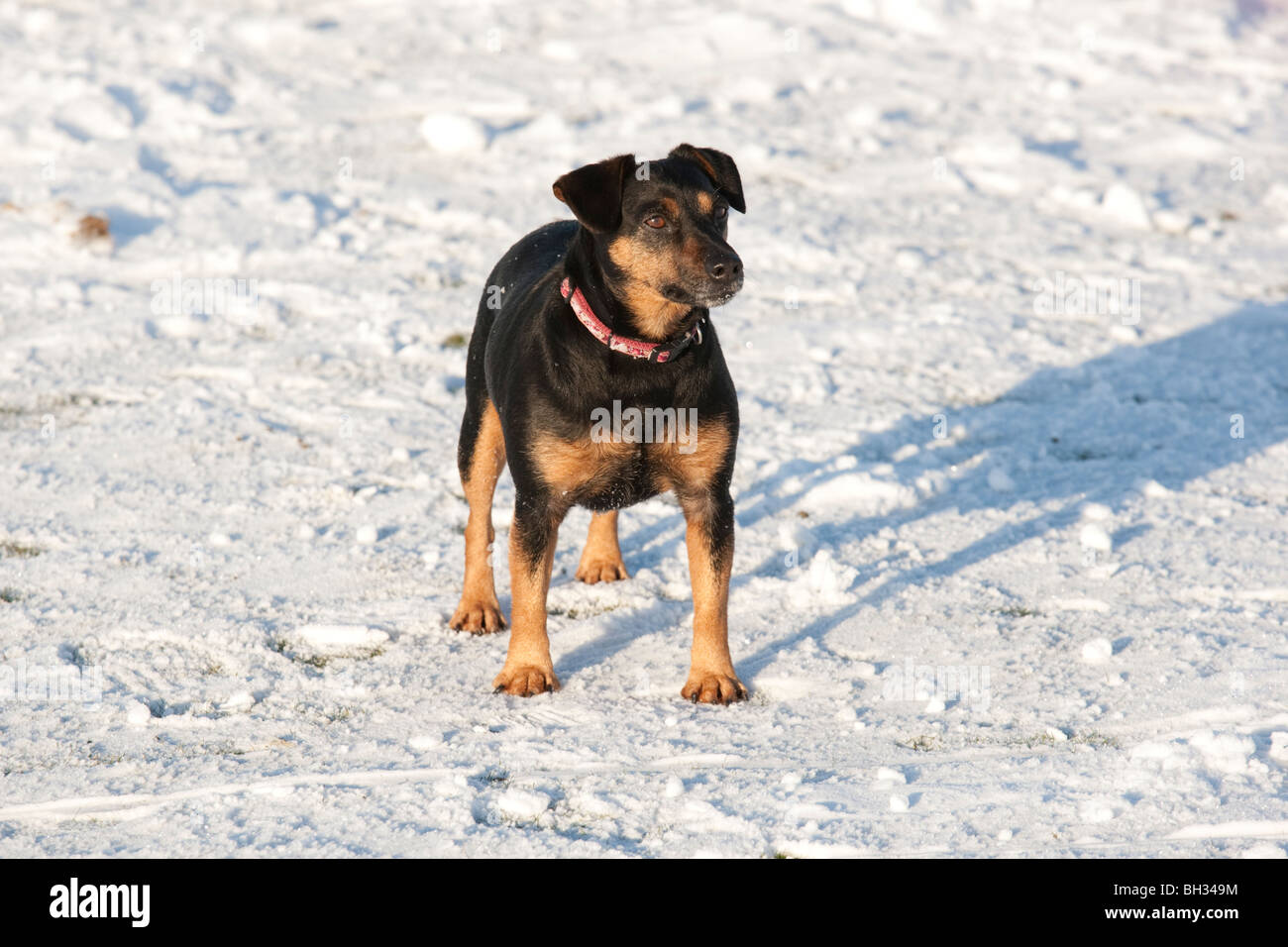 Nero e marrone Jack Rusell terrier in snow Costwolds REGNO UNITO Foto Stock