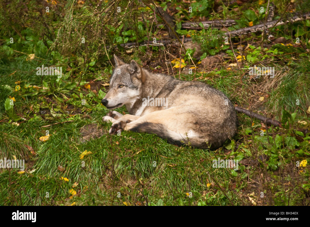 Lupo (Canis Iupus spp.) come visto nell emisfero nord del Canada America del nord Foto Stock