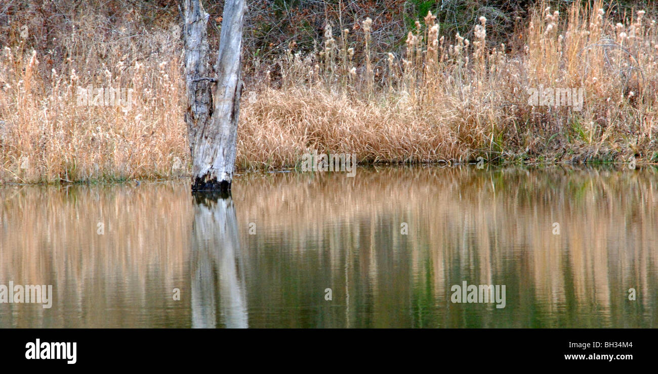 Dettaglio dei colpi di bellezza naturale, riflessioni e madre natura ha creazioni artistiche prese su un Wildlife Management Area di Okla. Foto Stock