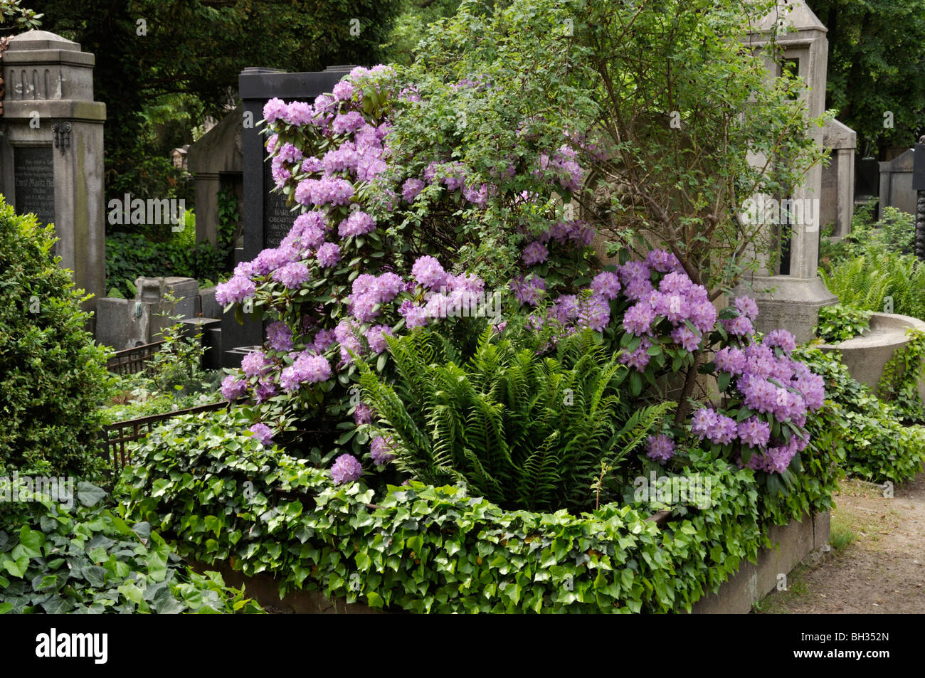 Rhododendron (Rhododendron) su un cimitero Foto Stock