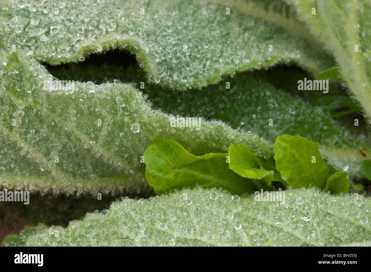 Mullein comune (Molène thapsis) foglie approfondimento con gocce di pioggia, maggiore Sudbury, Ontario, Canada Foto Stock