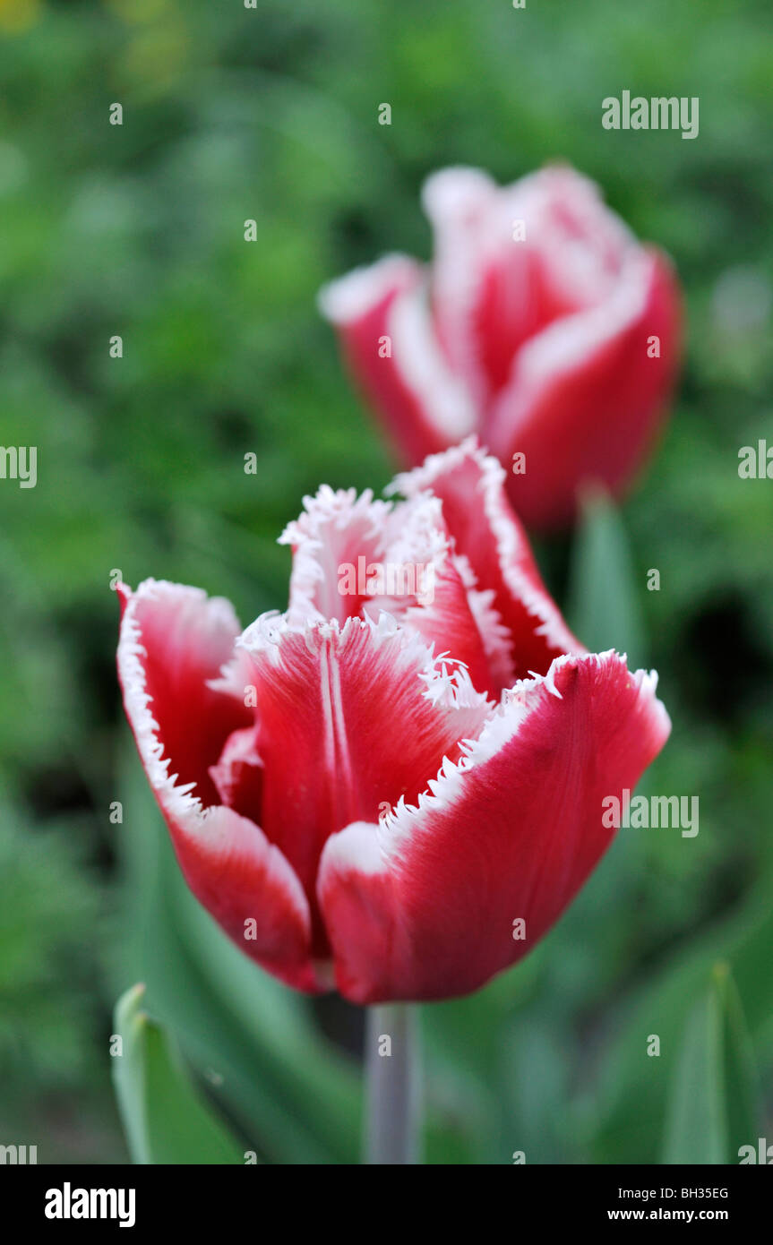 Orlata tulip (tulipa canasta) Foto Stock