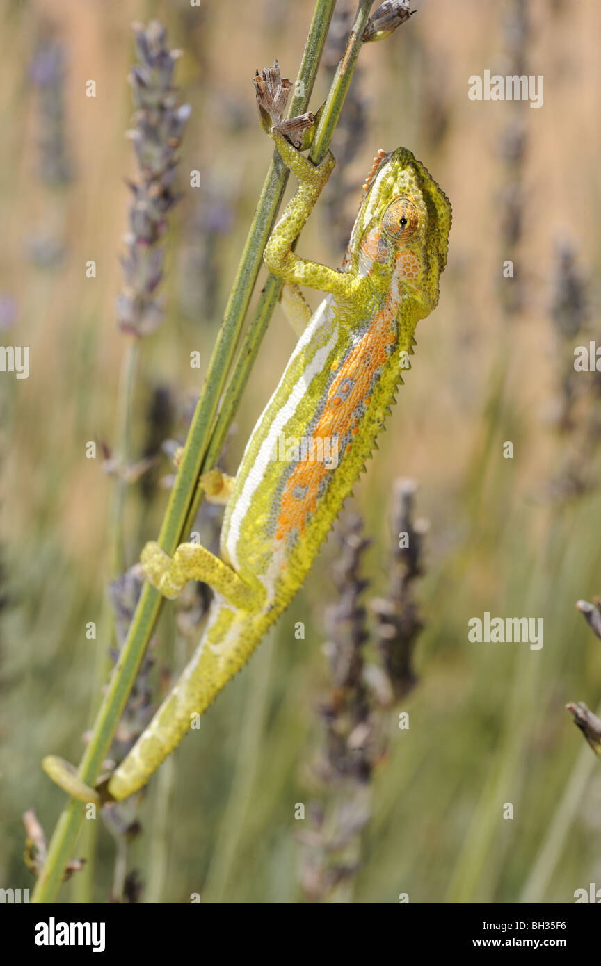 Cape Dwarf Chameleon in piante di lavanda Foto Stock