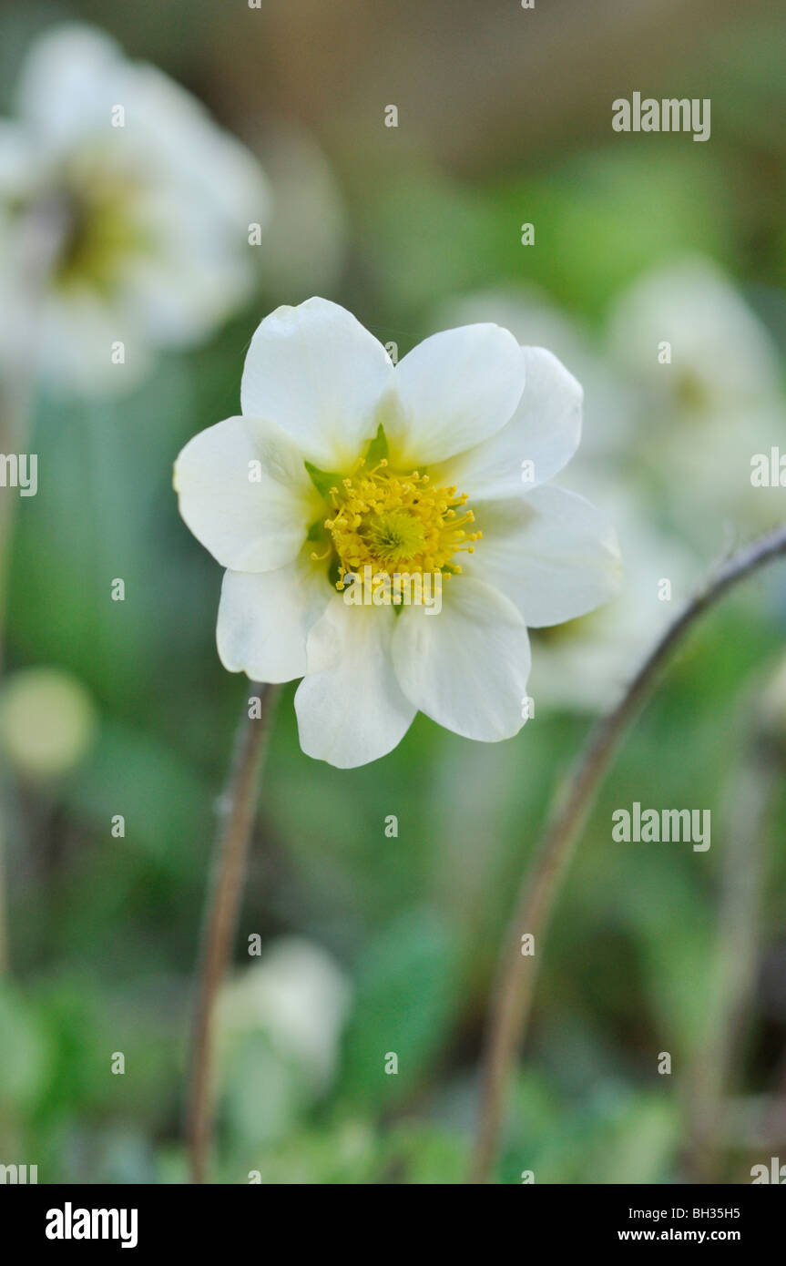 Mountain avens (dryas x suendermannii) Foto Stock