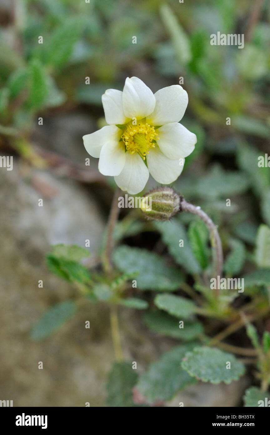 Mountain avens (dryas x suendermannii) Foto Stock