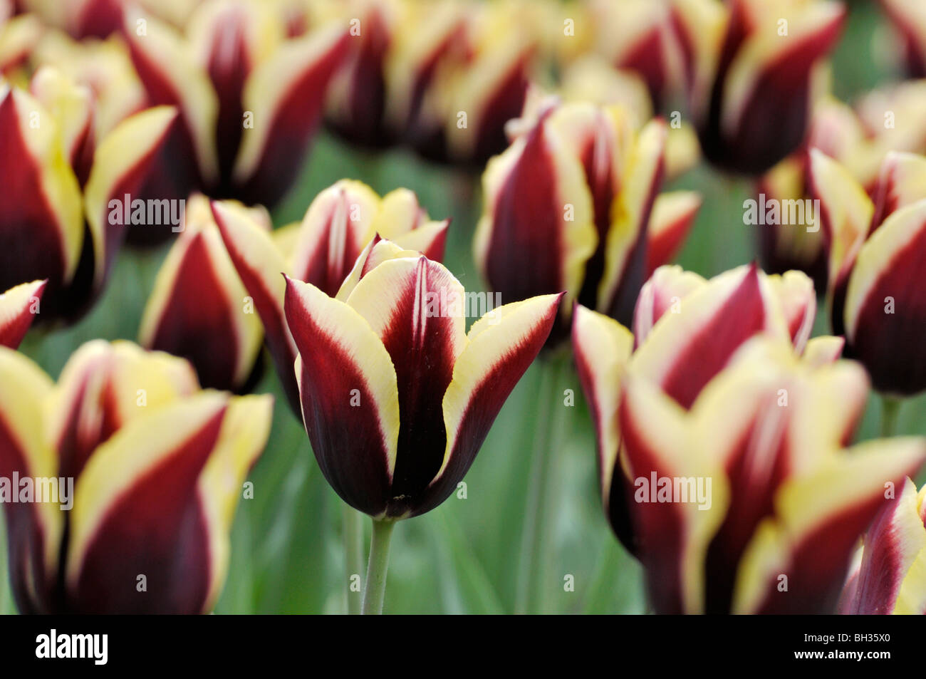 Trionfo tulip (tulipa gavota) Foto Stock