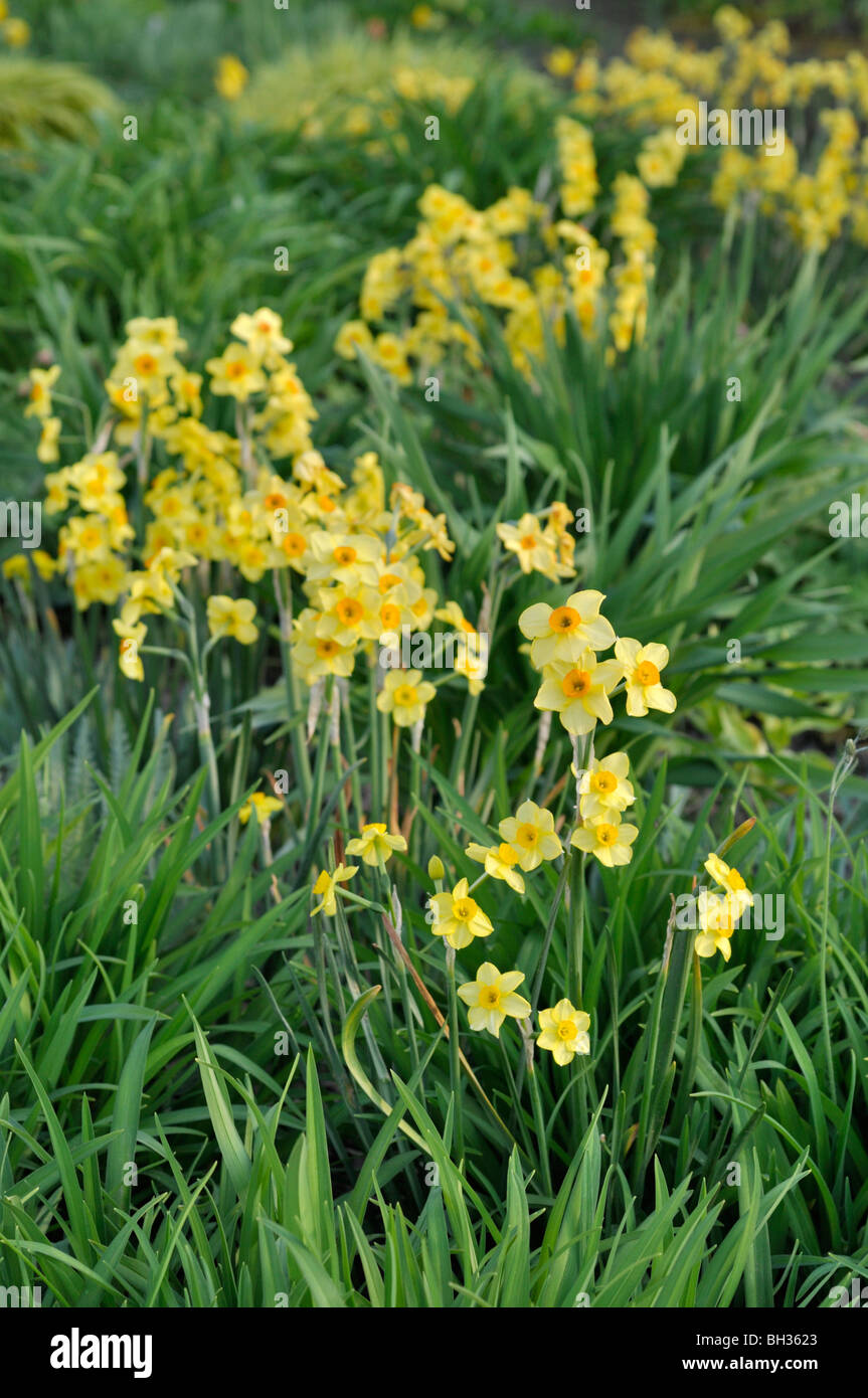 Giunchiglie (Narcissus) Foto Stock