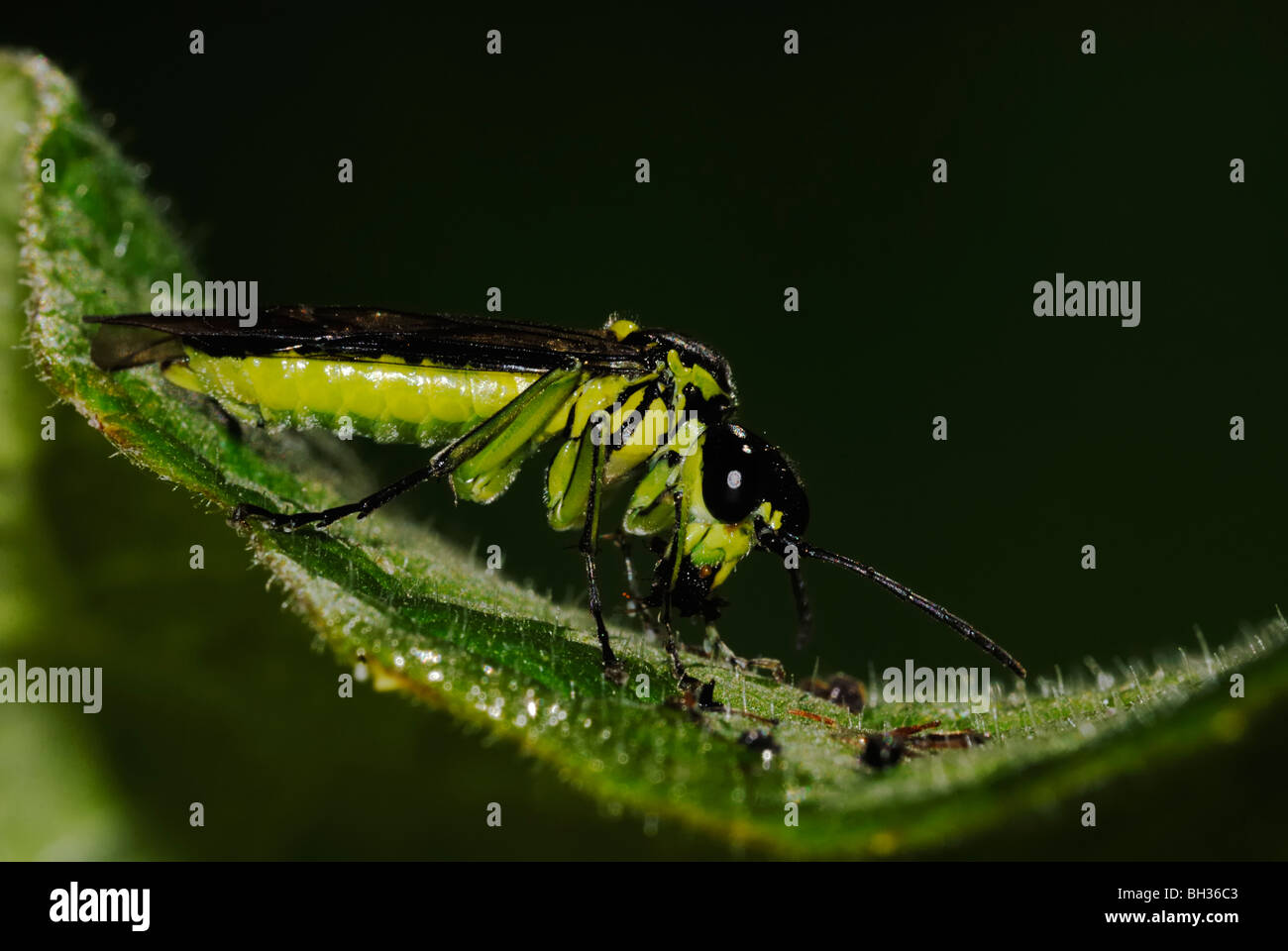 Sawfly, Rogogaster viridis, alimentazione su piccoli insetti, Galles, Regno Unito. Foto Stock