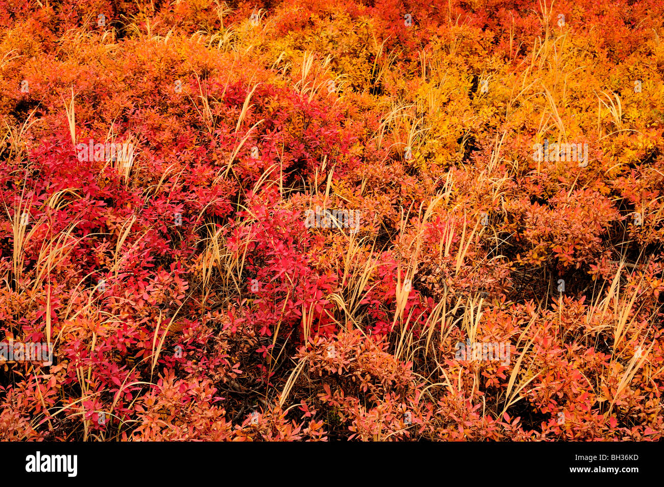 Autunno mirtillo arbusti ed erba nel bosco di pini, il Parco Nazionale di Yellowstone, Wyoming USA Foto Stock