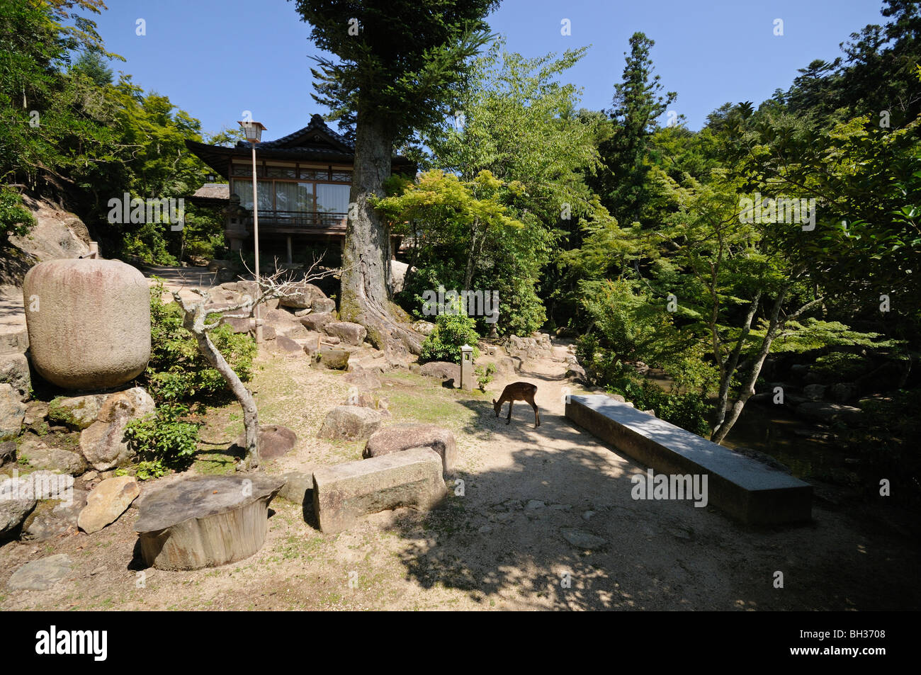 Il roaming cervi liberamente. Momijidani Park. Itsukushima (Miyajima island). Prefettura di Hiroshima. Giappone Foto Stock