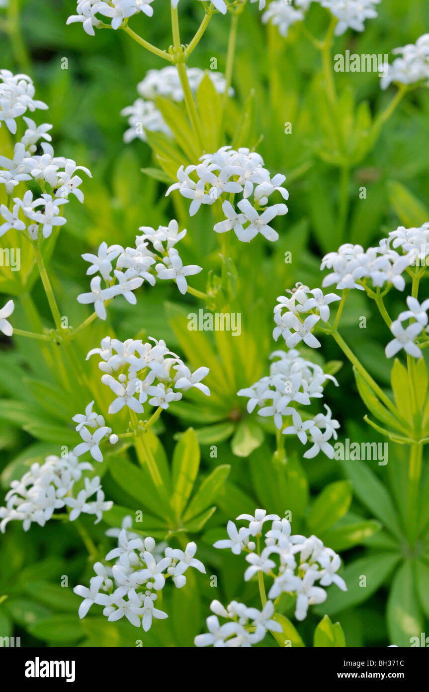 Linguetta a disco (galium odoratum) Foto Stock