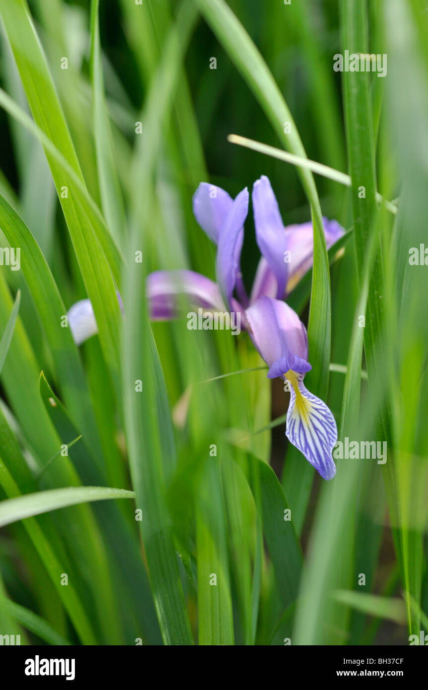 Sabbia (iris iris humilis) Foto Stock