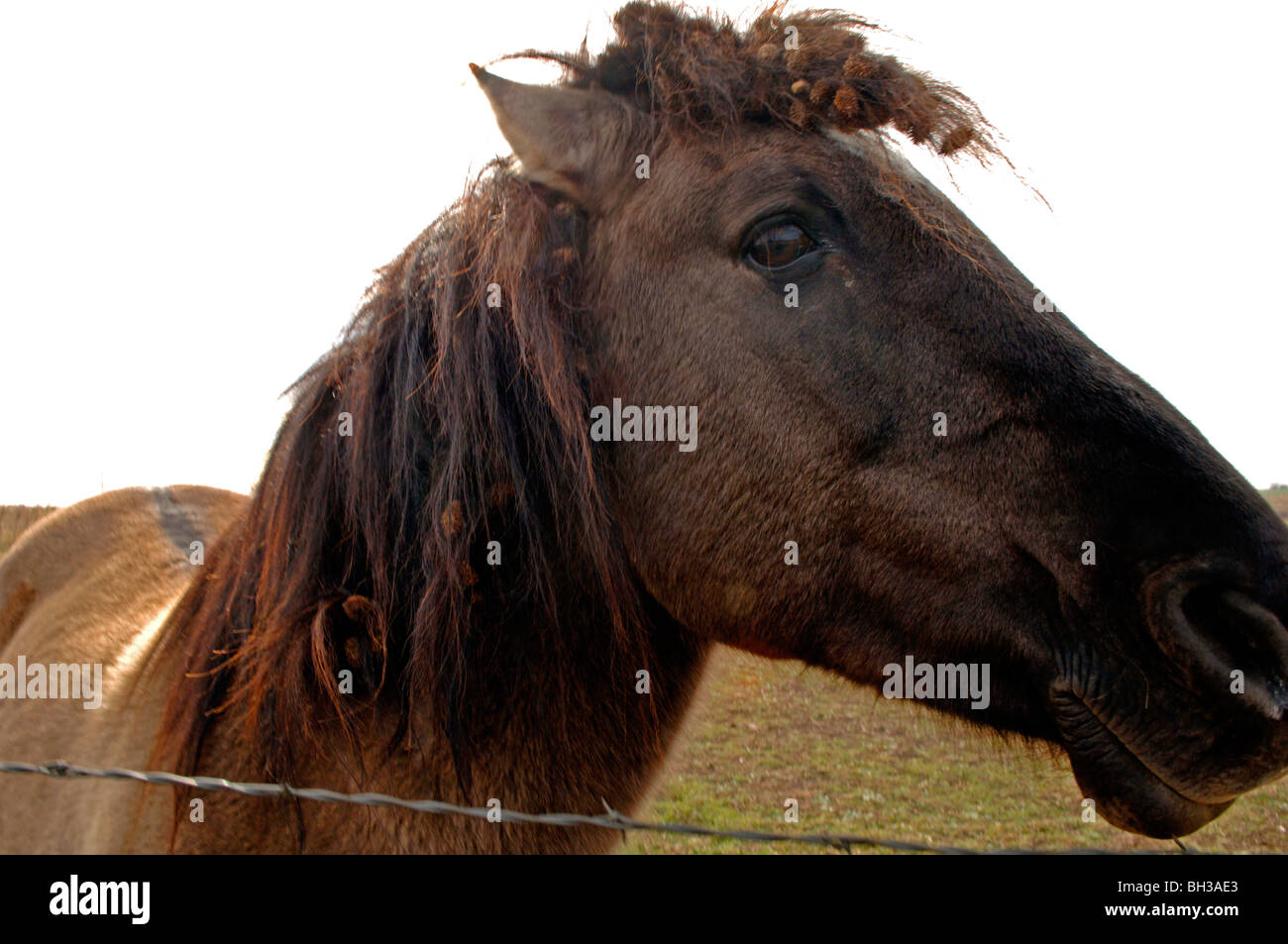 Cavalli sul rangeland soddisfare un diverso livello di cura dopo il pensionamento che includono la negligenza e un abbondante pascoli lussureggianti. Foto Stock