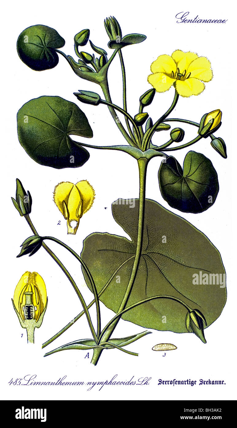 Orlata di acqua-lily, giallo Floating-cuore, acqua Fringe, vegetali, piante Foto Stock