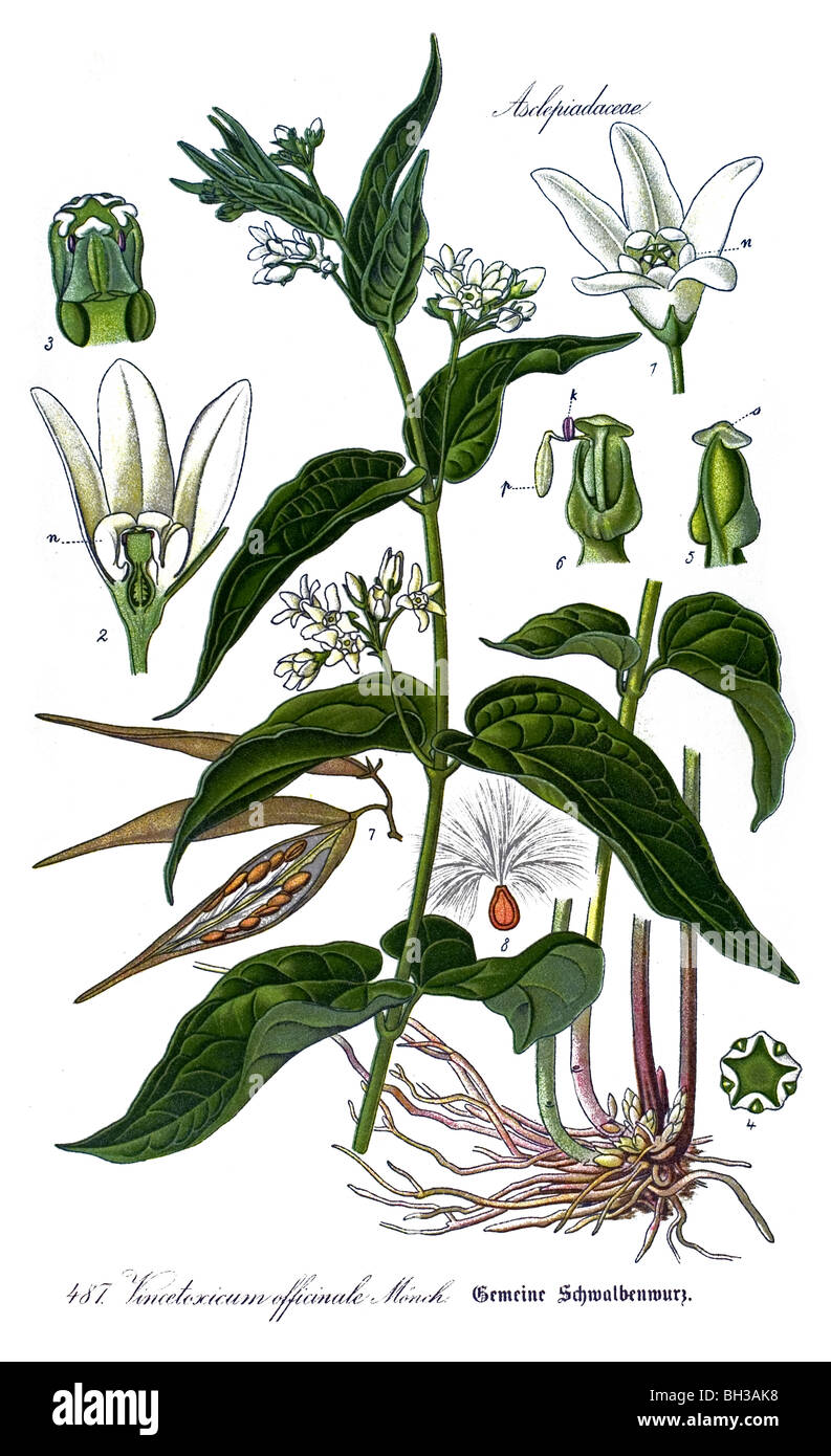 Vincetoxicum hirundinaria, vegetali, piante Foto Stock