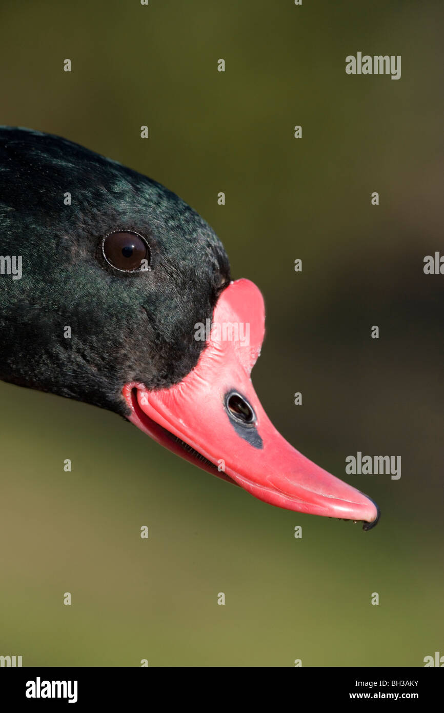 Shelduck, maschio, o Volpoca. (Tadorna tadorna). Ritratto di testa. I dettagli del viso. red bill o becco. Filtro di aspirazione di invertebrati cibo attraverso le lamelle. Foto Stock