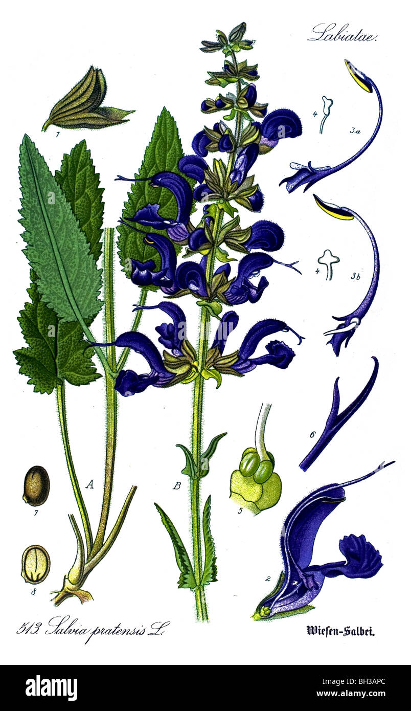 Clary prato prato o salvia, vegetali, piante Foto Stock