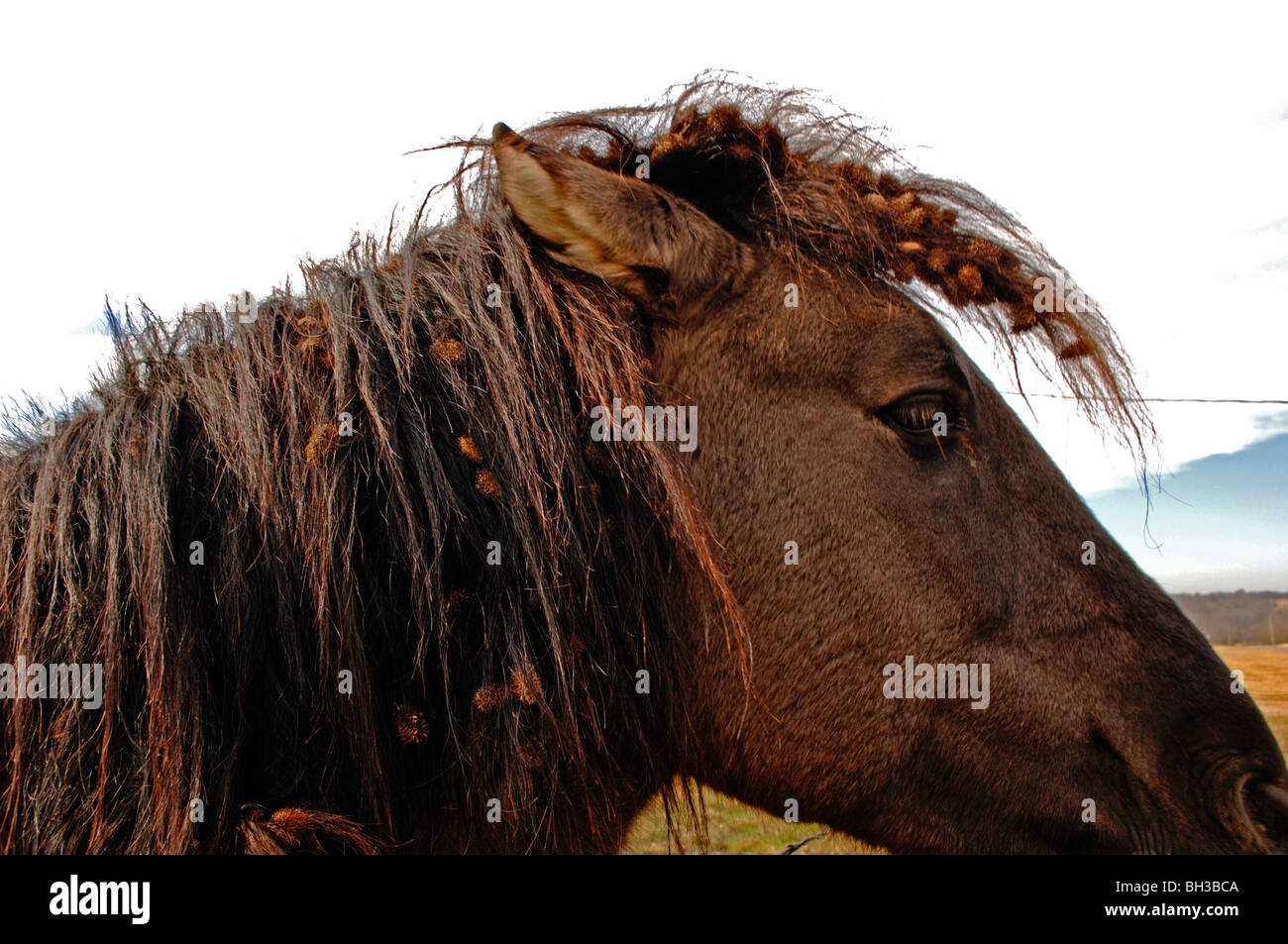 Cavalli sul rangeland soddisfare un diverso livello di cura dopo il pensionamento che includono la negligenza e un abbondante pascoli lussureggianti. Foto Stock