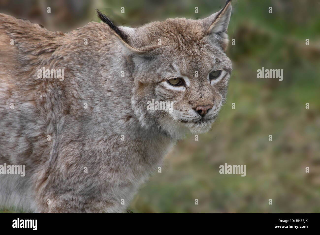 Lynx- Una volta che un gatto nativo in Gran Bretagna. Starthspey, Scozia Foto Stock