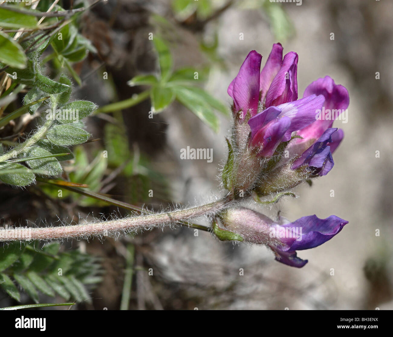 Oxytropis viola. Una rara pianta di montagna . Perthshire Scozia. Foto Stock