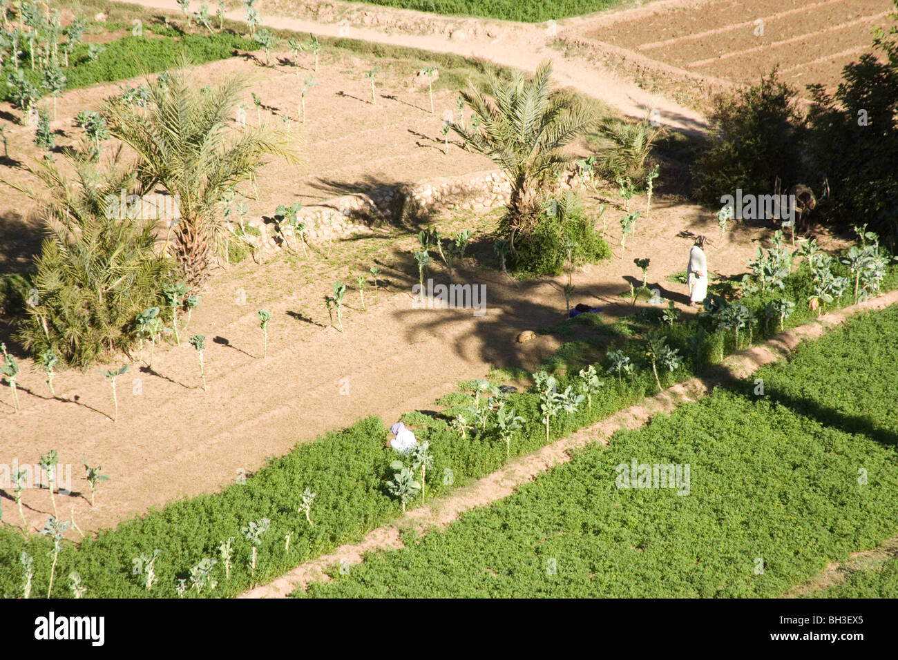 Arab agricoltore Tinerhir in una piccola città in La Palmeraie la superficie irrigata e l'Alto Atlante Mountain Range, Marocco Foto Stock