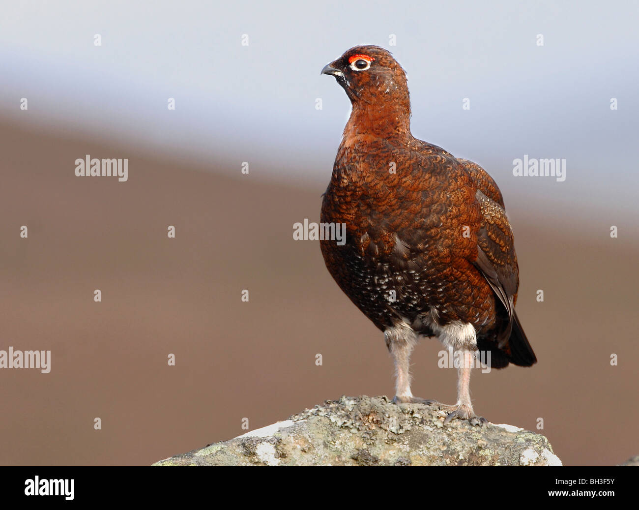 Red Grouse maschio Lagopus l scoticus, in primavera. Aberdeenshire. Scozia Foto Stock