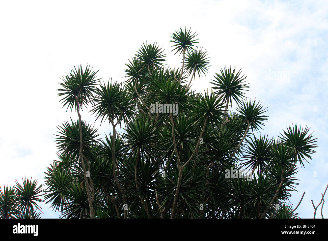 Africa Kouma Konda natura Togo alberi Yucca Foto Stock