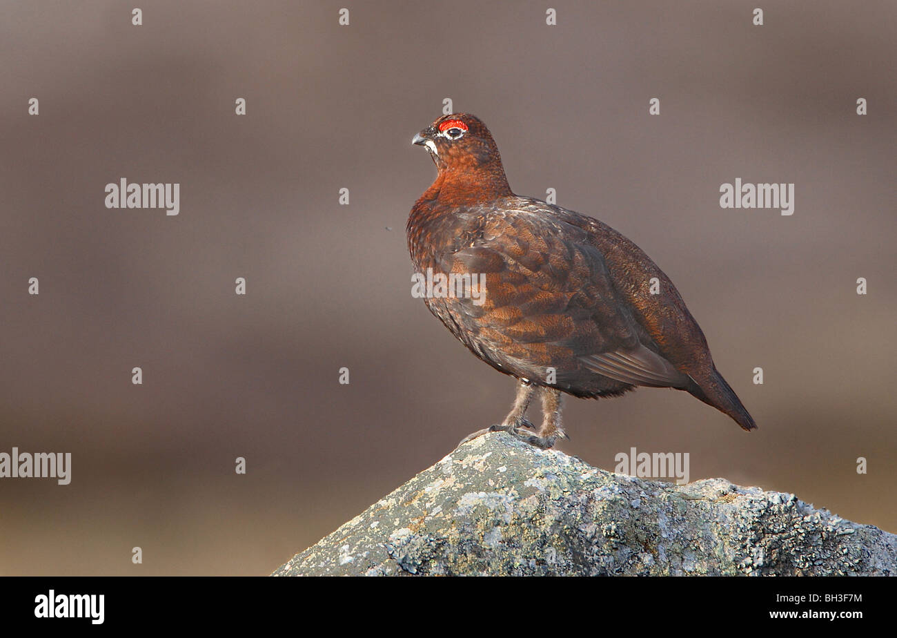 Red Grouse maschio, Lagopus l scoticus in primavera. Aberdeenshire, Scozia Foto Stock