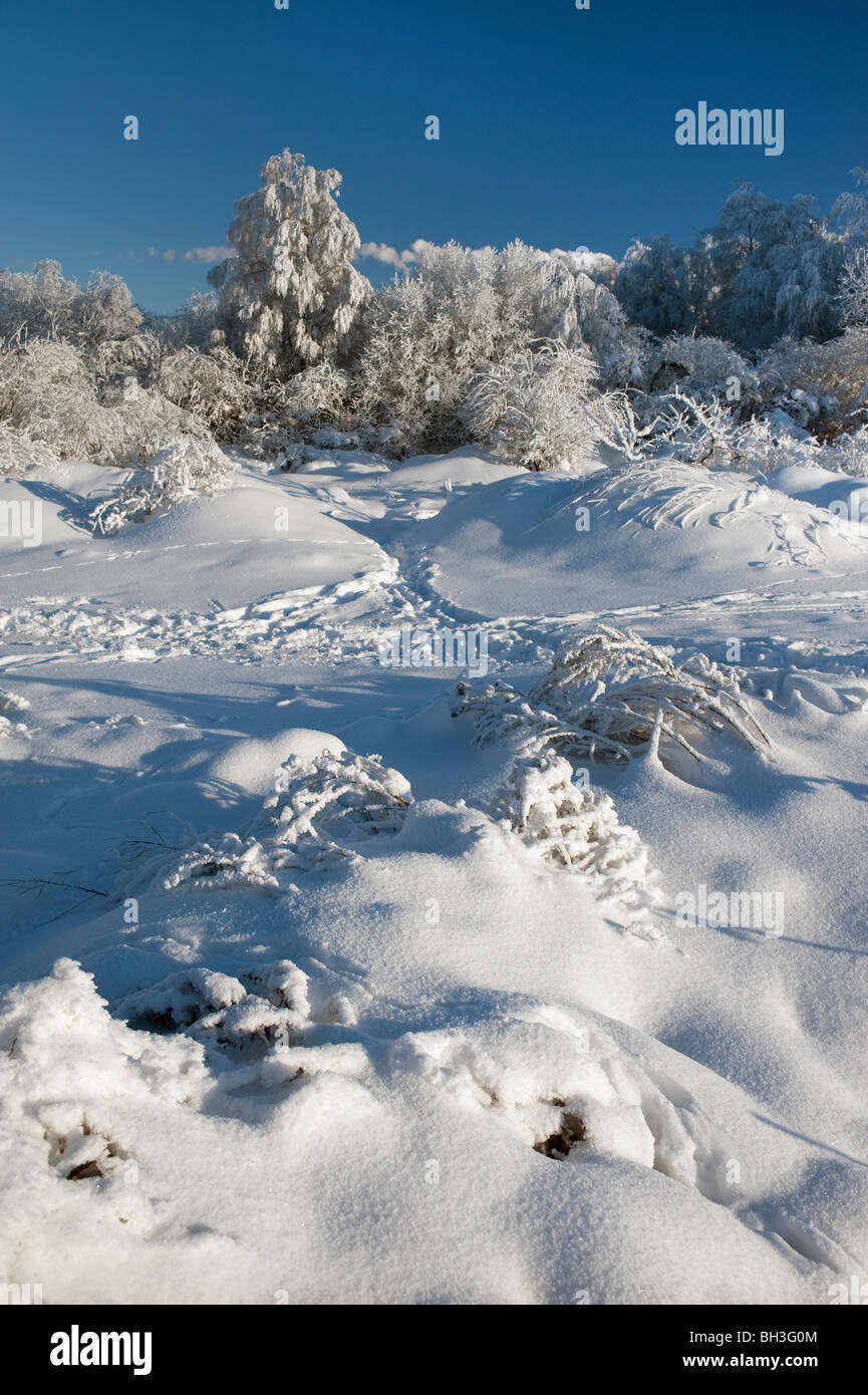 Neve fresca coperchio con tracce profonde. Bordata iced bush in background. Soleggiata giornata invernale. Foto Stock