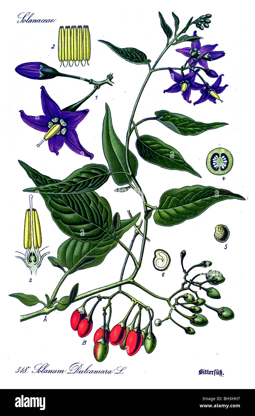 Agrodolce, cane berry, mouse il legno, il sommatore è sceso alberi, addern cadde alberi, Pissranken, vegetali, piante Foto Stock