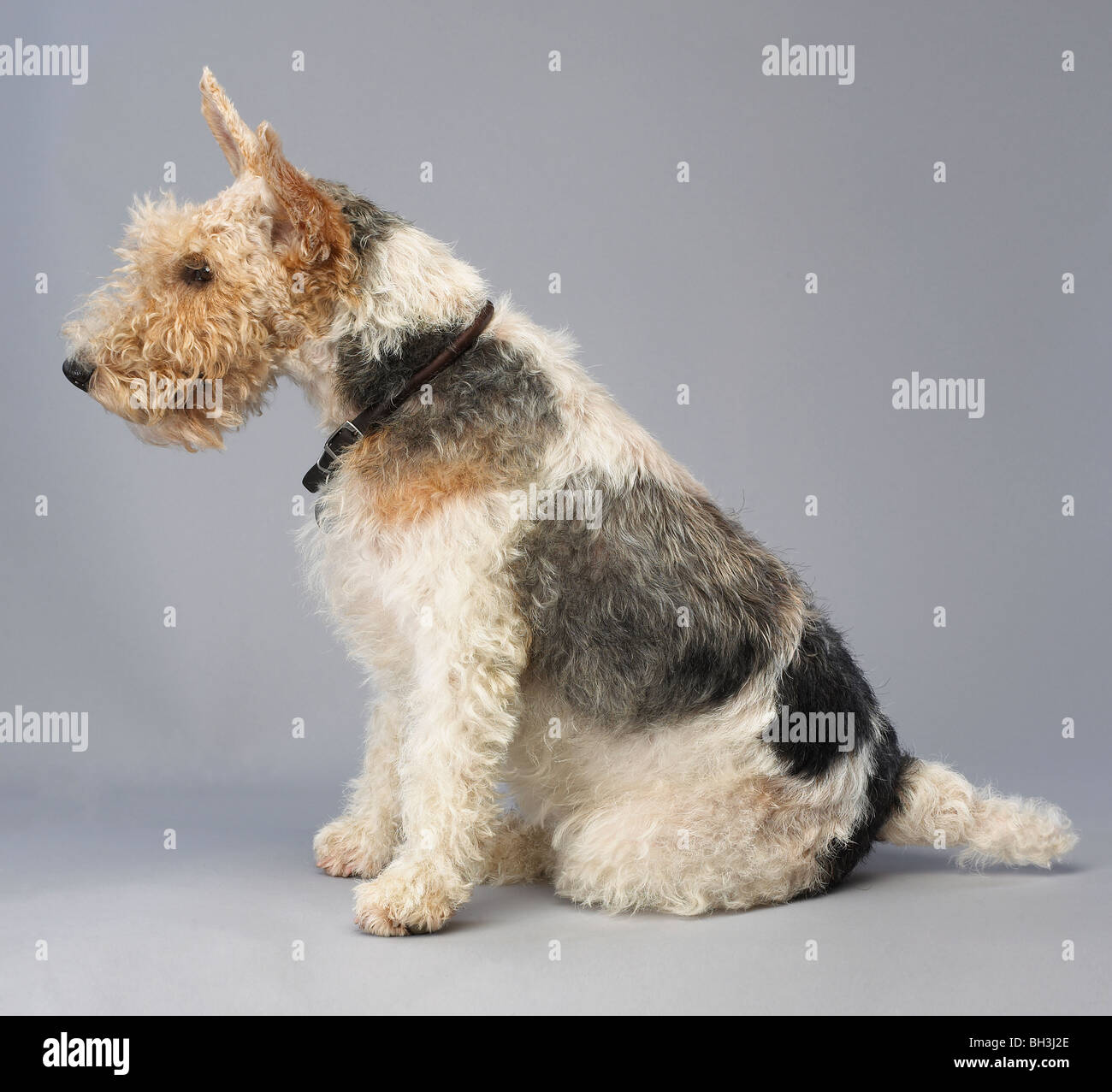 Fox Terrier dog sitter in studio Foto Stock