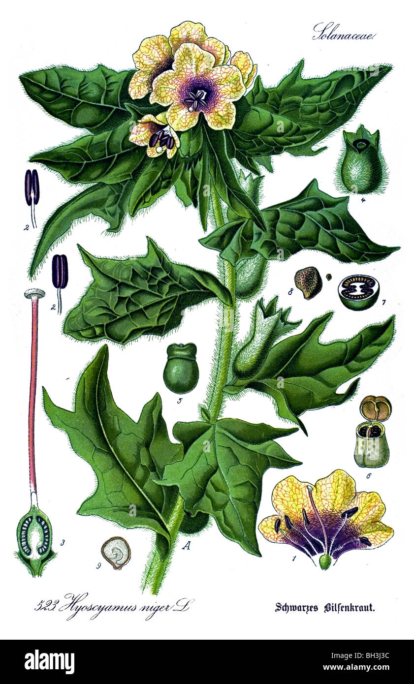 Henbane, maleodoranti nightshade, vegetali, piante Foto Stock