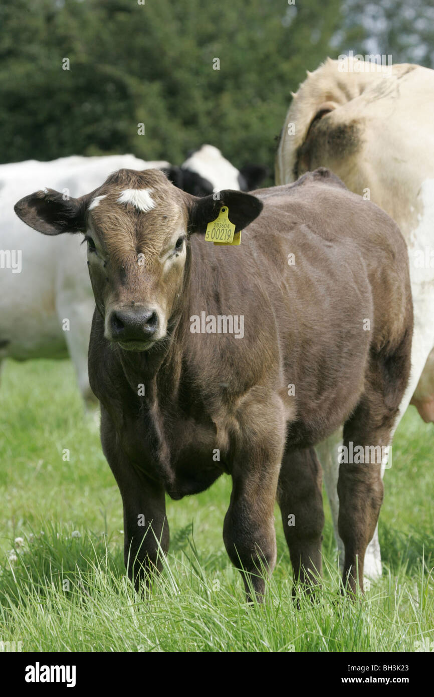 Le carni bovine delle vacche nutrici a Erba Foto Stock