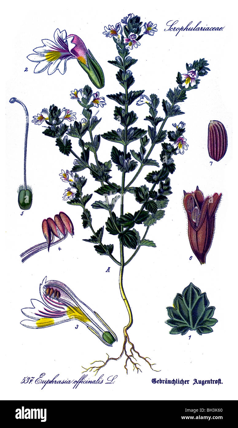 Figwort, vegetali, piante Foto Stock