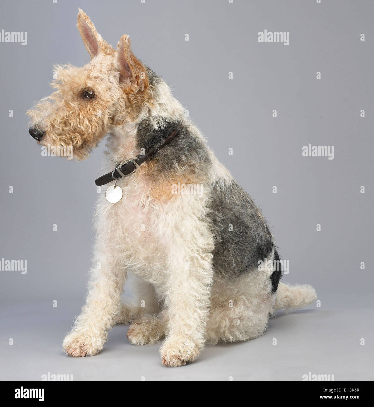 Fox Terrier dog sitter in studio Foto Stock