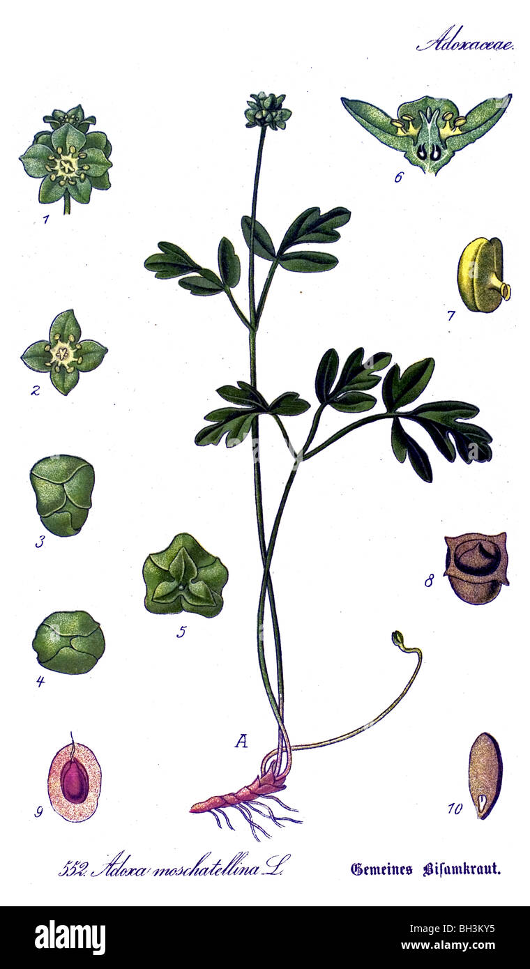 Moschatel, cinque-di fronte Vescovo, Hollowroot, Muskroot Municipio, orologio, Crowfoot tuberosa, vegetali, piante Foto Stock