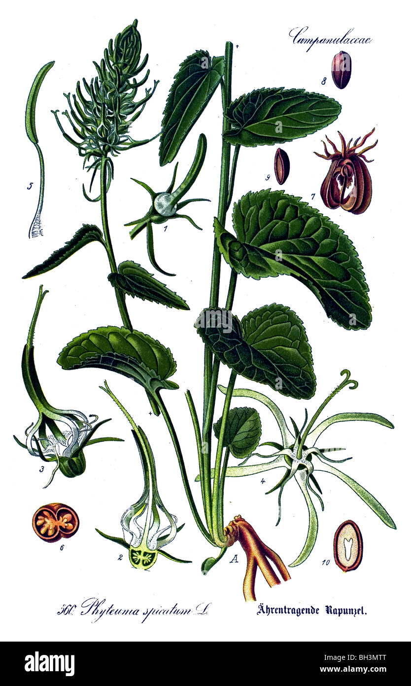 Rampion spiked, vegetali, piante Foto Stock