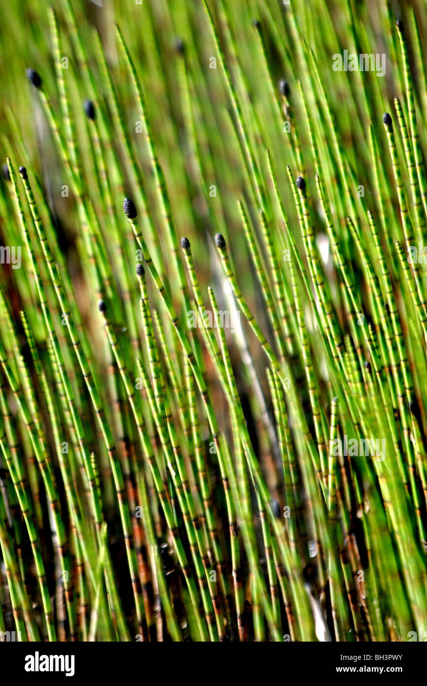 Swamp equiseto noto anche come acqua equiseto (equiseto fluviatile). Foto Stock