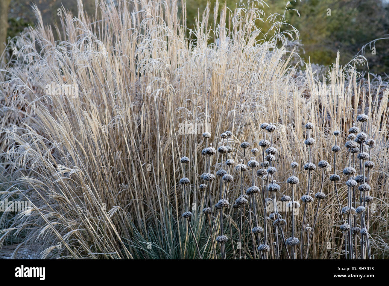 Un confine di Graminacee ornamentali Phlomis e coperto di brina trasformata per forte gradiente, Gennaio 2010 Foto Stock