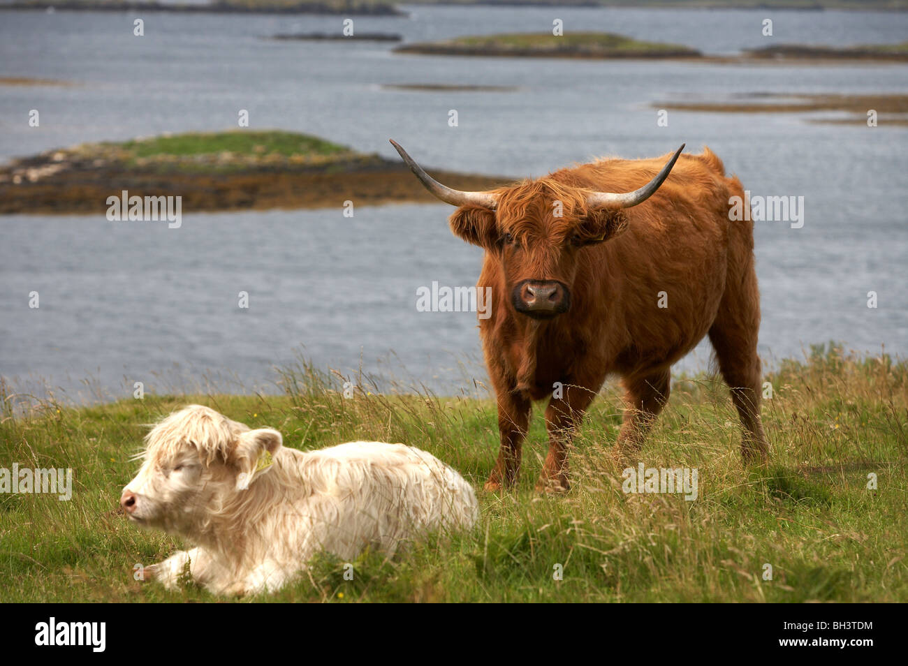 Highland vacche su Isola di Skye. Foto Stock