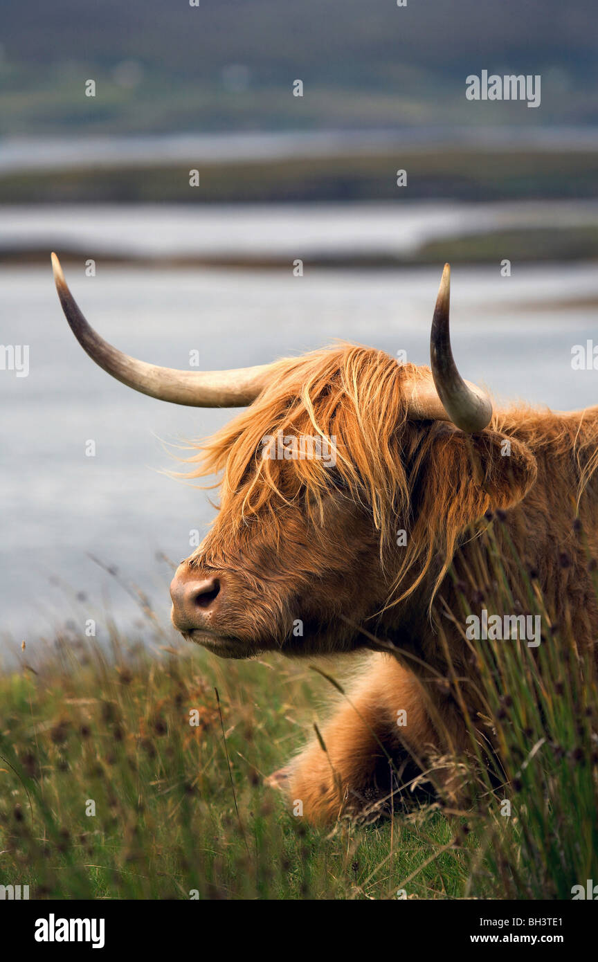 Highland mucca sull isola di Skye. Foto Stock