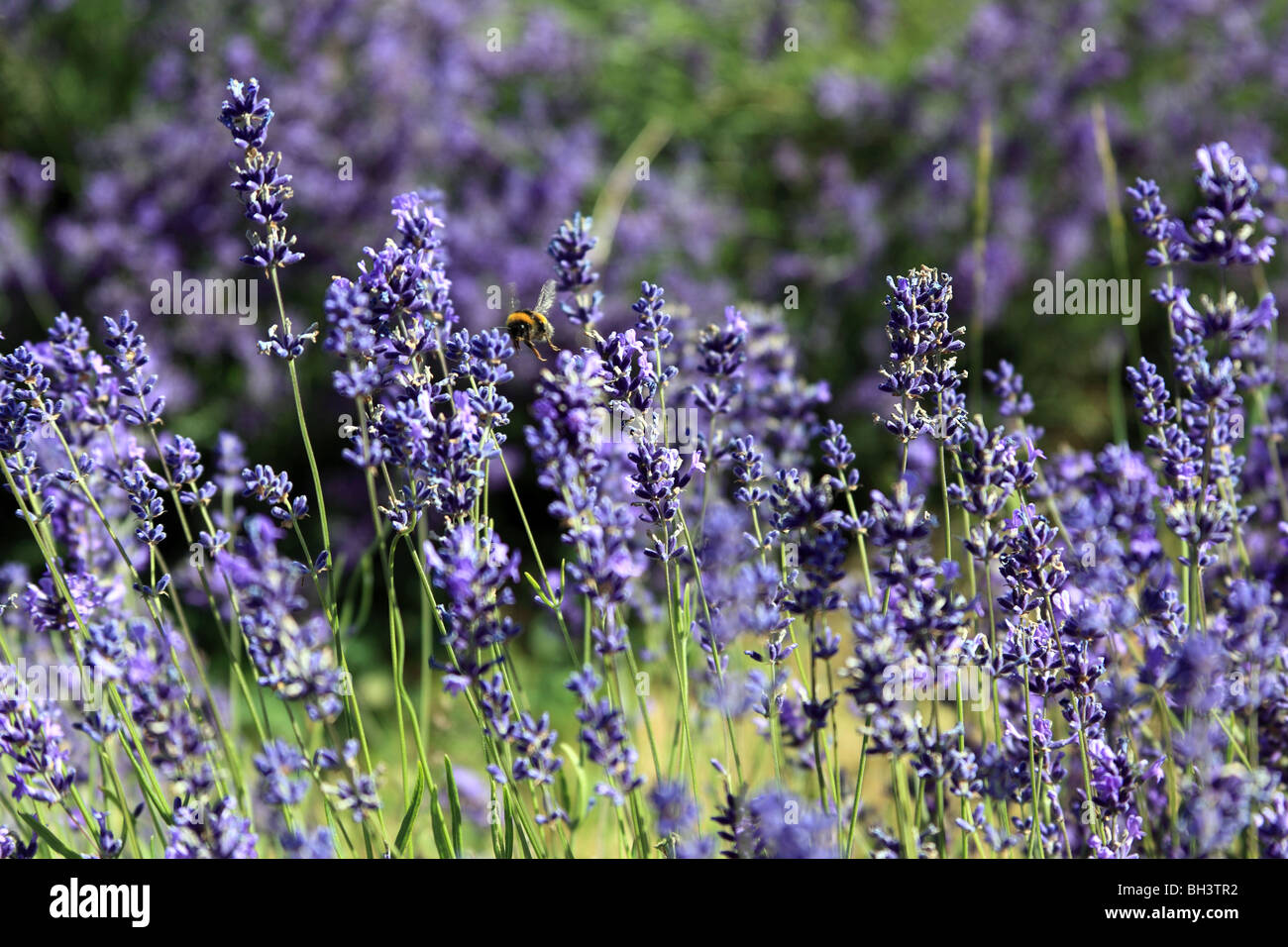 Bee preparando per impollinare lavanda. Foto Stock